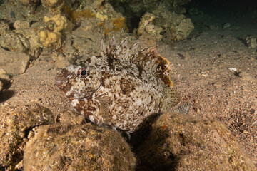 Fish swimming in the Red Sea, colorful fish, Eilat Israel
