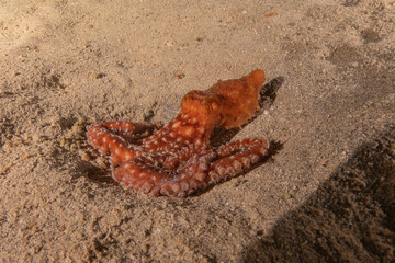Octopus king of camouflage in the Red Sea, Eilat Israel 
