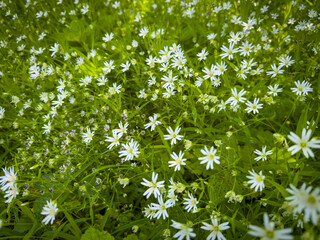 Close-up view of numerous white wildflowers thriving in a vibrant, green meadow. This image...