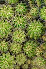 Fototapeta premium Variety of green cactus plants in pots. Cactus farming as a hobby concept. 