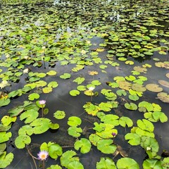 Nature after rain offers a fresh and rejuvenating scene. Rainfall revitalizes plants,