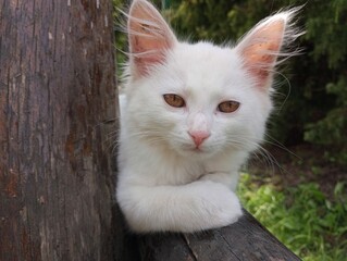 Macro shot of a white cat lying on a wooden log and resting on a nice summer day. The subject of domestic cute animals.