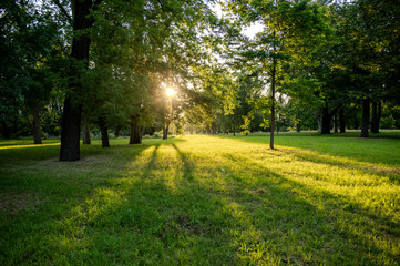 Obraz premium Tief stehende Sonne scheint zwischen den Bäumen im Park hindurch