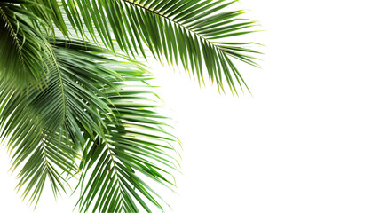 Obraz premium Palm trees branch backgrounds