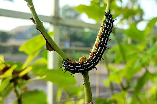 Black caterpillar with white stripes and red dots walking along a green stem on a blurred garden background