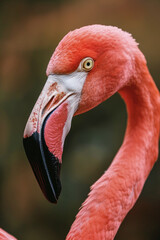 Vibrant Flamingo in Watercolor Artwork