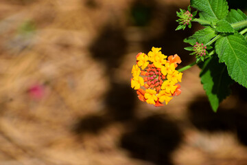 Yellow and orang lantana flowers at garden
