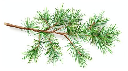 Green pine tree branch isolated on white. Medical specialties isolated on white. Photo realistic photo.