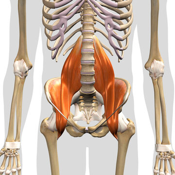 Iliopsoas Muscle Group in Isolation Front View of Pelvis, Hip and Thoracic Cavity Human Anatomy	

