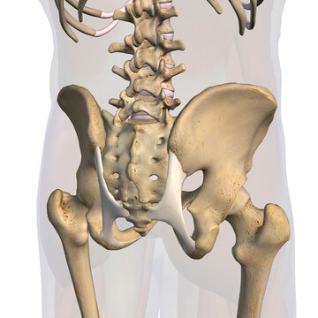 Sacrotuberous Ligament in Isolation on White Background, 3D Rendering