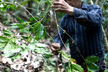 hands of a peasant man collecting Colombian coffee on a farm in a forest