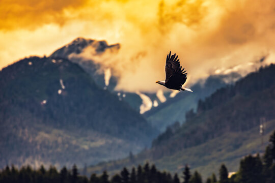 eagle in the mountains