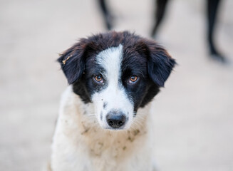 Close-up shot of Panda sitting in the streets of Baguio City Philippines.
