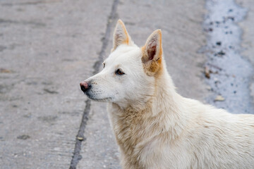 Obraz premium White street dog along the road of Atok Benguet Philippines.