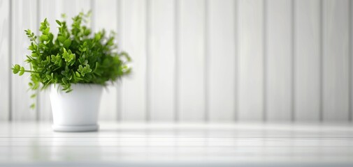 A vibrant green plant in a white pot, elegantly placed on a clean, minimal surface with a soft background.