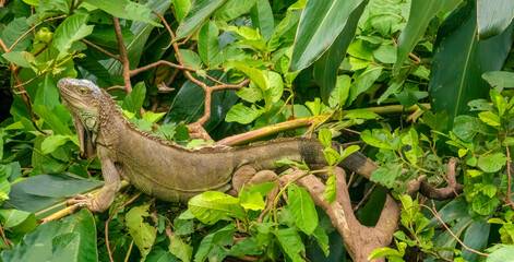 Fototapeta premium Aerial view of an iguana standing of the upper branches of a rain forest canopy