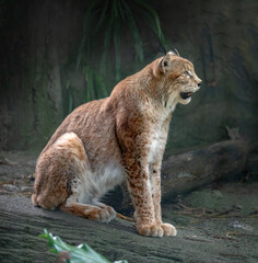 Eurasian lynx (Lynx lynx) Native to temperate and boreal forests from Europe to Central Asia, Siberia, Tibet and the Himalayas