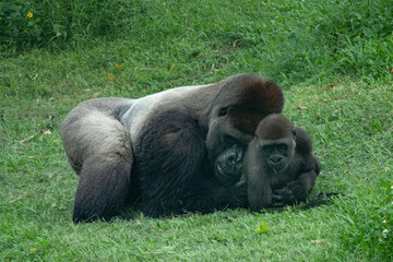 Playful interaction between a silverback western lowland gorilla (Gorilla gorilla gorilla) and its newborn baby. This species is critically endangered