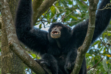 Siaman gibbon (Symphalangus syndactylus) making load calls with its powerful throat