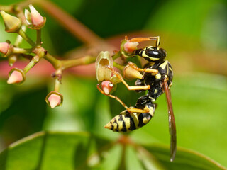  Polistes dominula saugrt Nekatr am Wilden Wein
