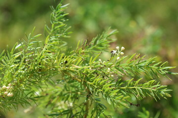 Asparagus acutifolius, common name wild asparagus, is an evergreen perennial plant belonging to the genus Asparagus