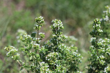 blooms and leaves of Origanum vulgare, also called wild marjoram (family Lamiaceae)