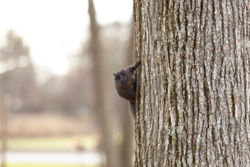 Black Eastern Gray Squirrel on Tree in New Jersey
