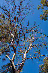Gardens of Stone National Park, Central Tablelands,  New South Wales, Australia
