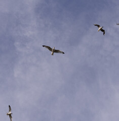 birds in the sky