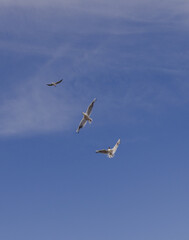 birds in flight 