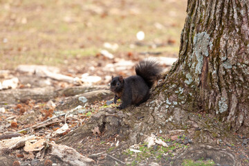 Black Eastern Gray Squirrel on Tree in New Jersey
