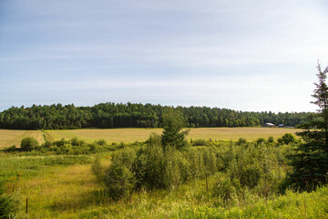 landscape with trees and sky