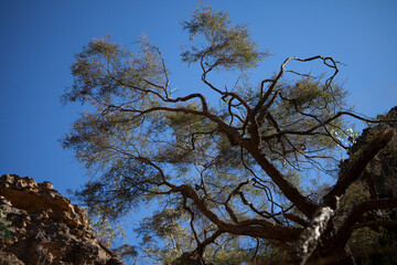 Gardens of Stone National Park, Central Tablelands,  New South Wales, Australia
