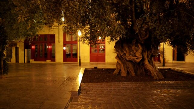 oldest olive tree Palma - Plaza de Cort