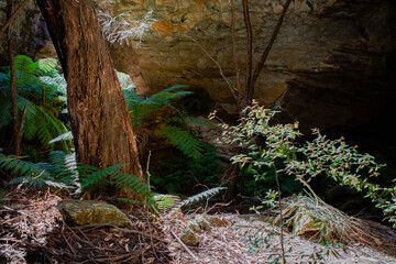 Gardens of Stone National Park, Central Tablelands,  New South Wales, Australia
