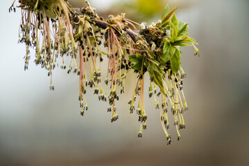 branches in spring