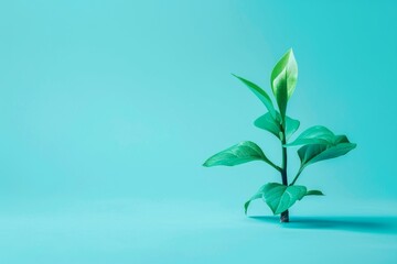 Obraz premium Simple and elegant single green leaf on a tranquil turquoise background, emphasizing minimalism.