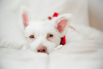 White Fluffy Dog Relaxing on Bed