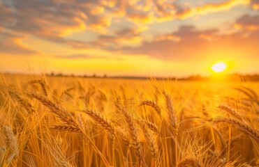 Fototapeta premium Golden wheat field at sunset, with the sun setting in the background