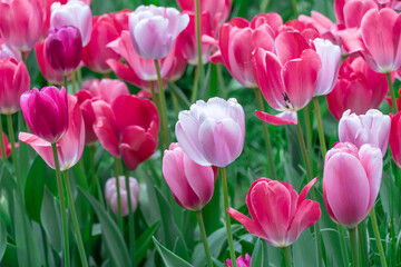 Fototapeta premium Mix pink and red flowers tulips blossom in river embankment. Bulbous ornamental tulipa plants of liliaceae family grow on flowerbed. Floral pink petals bloom. Flower carpet from buds. Landscap parks.