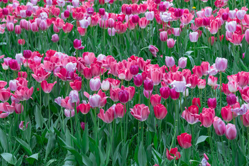 Mix pink and red flowers tulips blossom in river embankment. Bulbous ornamental tulipa plants of liliaceae family grow on flowerbed. Floral pink petals bloom. Flower carpet from buds. Landscap parks.