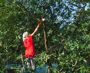 Woman pruning tree branches in garden