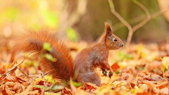 A red squirrel amusingly buries a nut in the leaves. Slow motion, 4k video.