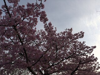 Sakura Spectacle: Tokyo in Full Bloom