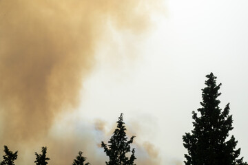 Smoke from a fire behind the tops of the fir trees