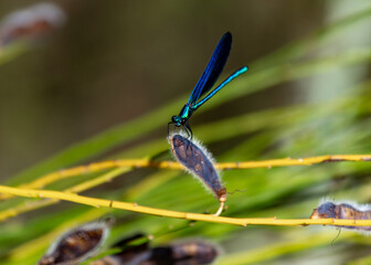 blue dragonfly on a green leaf