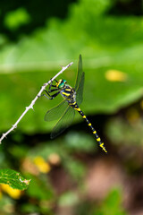 Tiger dragonfly (Cordulegaster boltonii) perched on a reed next to a mountain stream in Granada, Spain