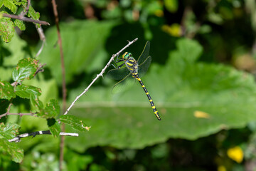 Tiger dragonfly (Cordulegaster boltonii) perched on a reed next to a mountain stream in Granada, Spain