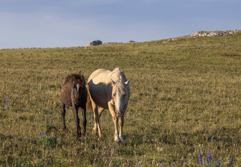 Wild Horse Mare and Foal in the Pryor Mountains Montana in Summer