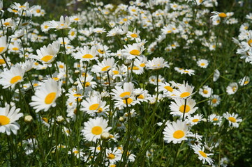 daisies, flowers, wildflowers, daisy field, summer flowers, nature, greenery, white and yellow flowers, flora, landscape, wild nature, plants, ecology, summer scenery, harmony of nature, natural beaut